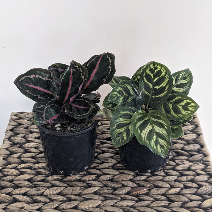 Calatheas - Australia