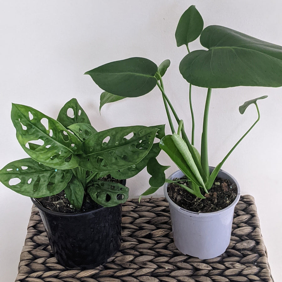 Monstera Gifts