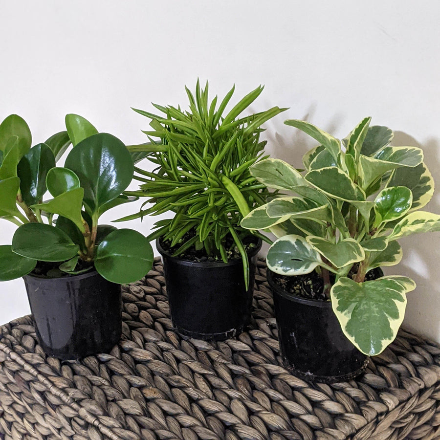 Peperomias for Sale