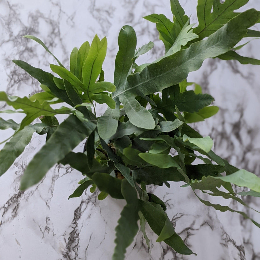 Indoor Ferns Australia