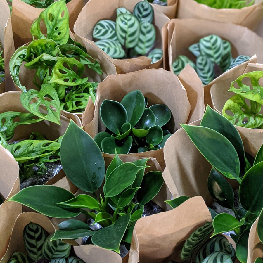Corporate Plant Gifts Sydney