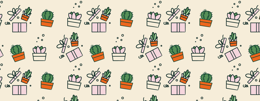 Same Day Succulent Delivery in Sydney