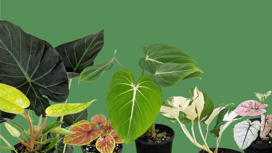 Rare Plant Shop Australia