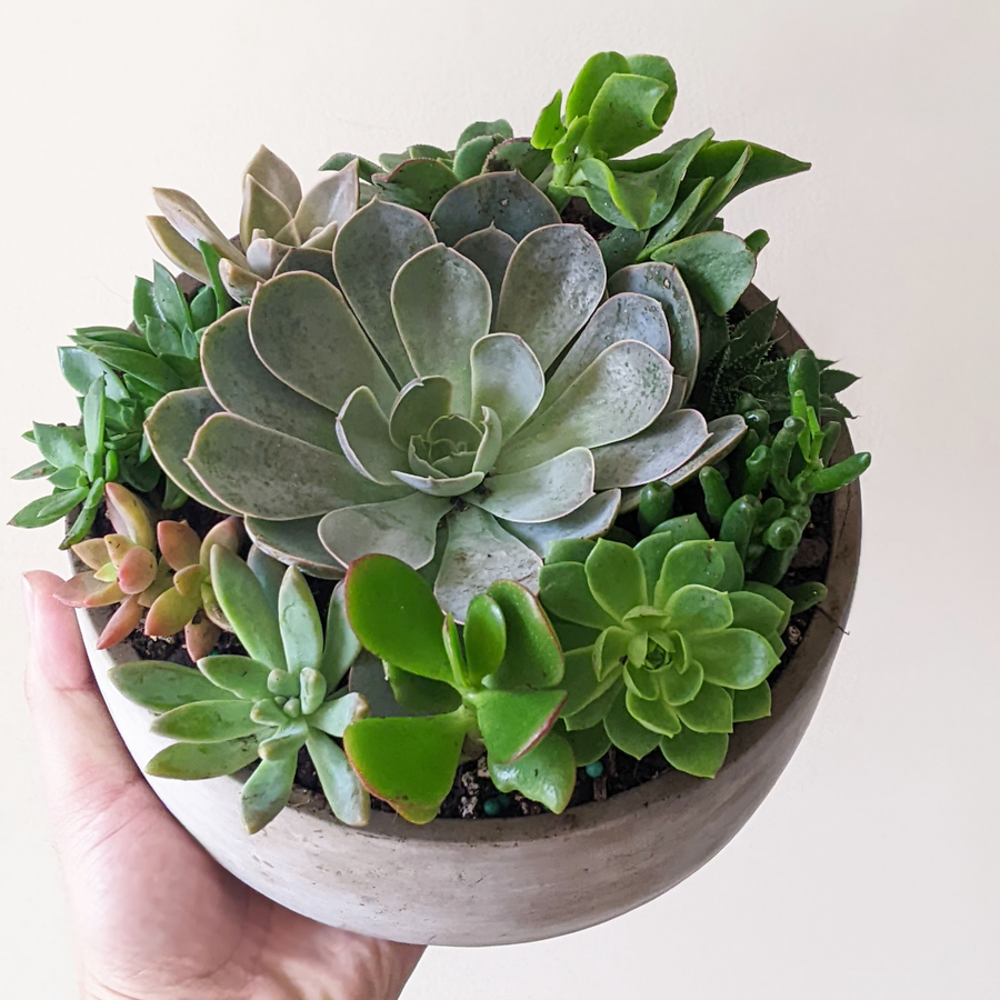 Succulent Arrangements Delivery in Sydney