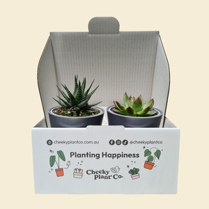 Assorted Potted Succulent Duo