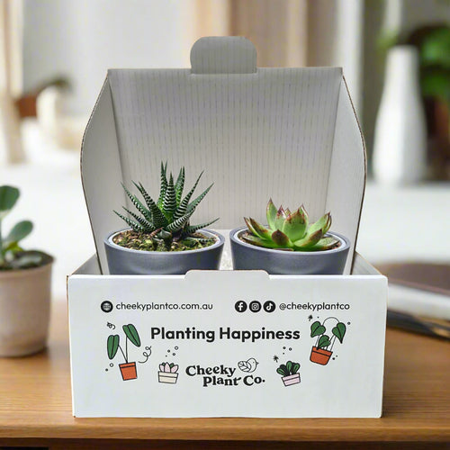 Assorted Potted Succulent Duo