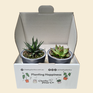 Assorted Potted Succulent Duo