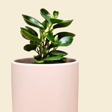 Load image into Gallery viewer, Assorted Indoor Plant in Light Pink Ceramic Pot (18cmDx18.5cmH) - Sydney Only
