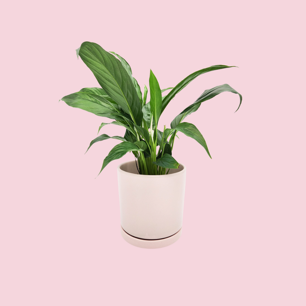Spathiphyllum Peace Lily - 150mm Ceramic Pot - Light Pink - Sydney Only