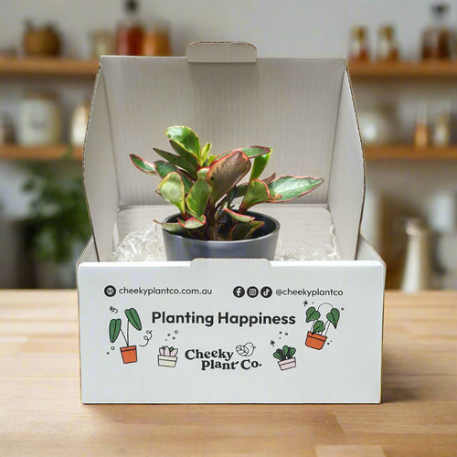Assorted Potted Houseplant Single