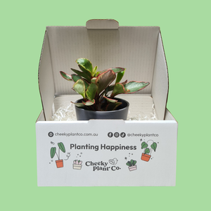 Assorted Potted Houseplant Single