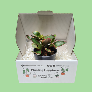 Assorted Potted Houseplant Single