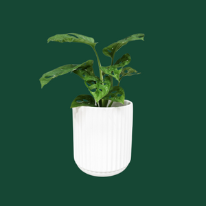Assorted Indoor Plant in White Ribbed Ceramic Pot (14cmDx15cmH) - Sydney Only