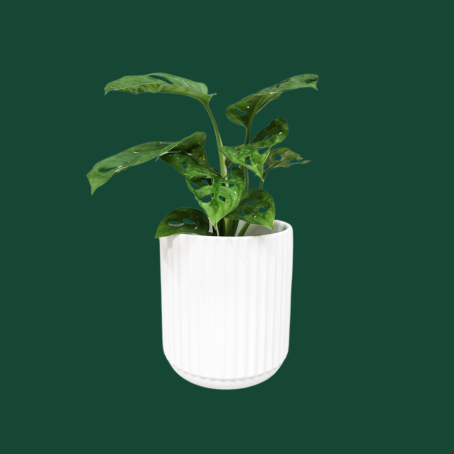 Assorted Indoor Plant in White Ribbed Ceramic Pot (14cmDx15cmH) - Sydney Only