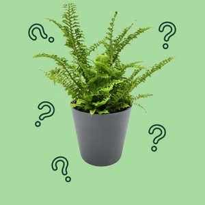 Assorted Potted Houseplant Single
