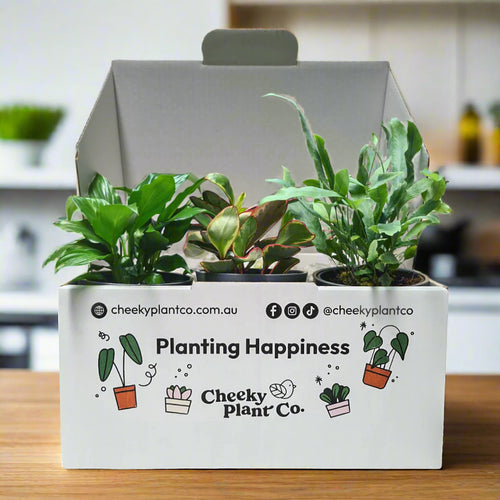 Assorted Potted Houseplant Trio