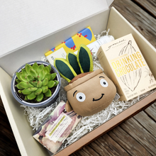 Load image into Gallery viewer, Pamper - Succulent Hamper / Succulent Gift Box
