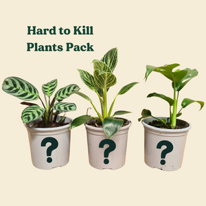 Hard to Kill Plants Pack (3 Assorted Plants) - 100mm
