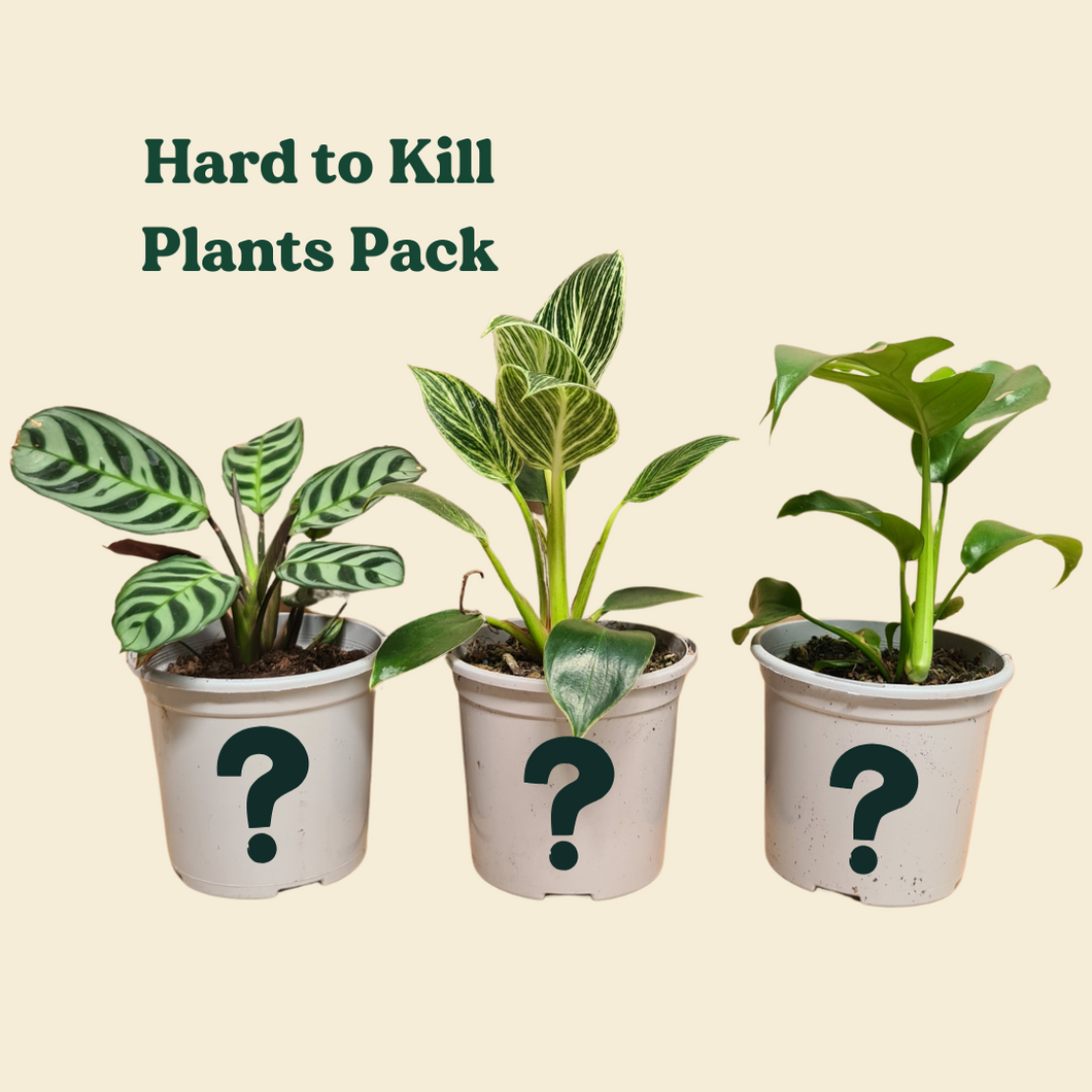 Hard to Kill Plants Pack (3 Assorted Plants) - 100mm