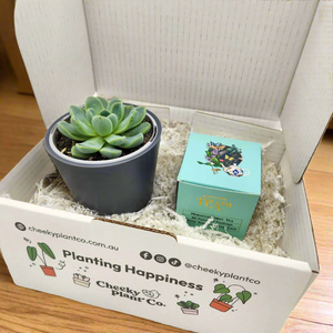 Tea & Succulent Gift Box