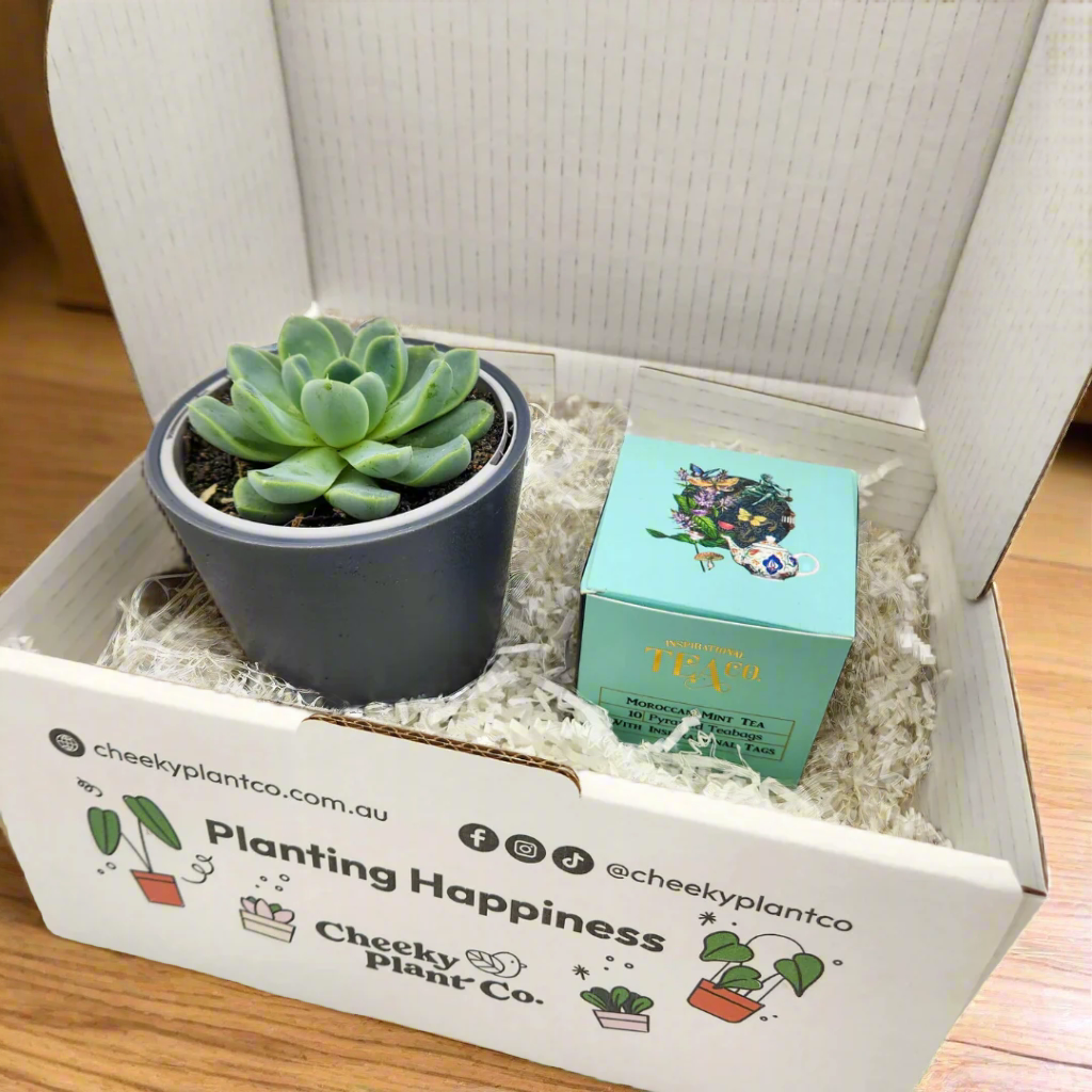 Tea & Succulent Gift Box