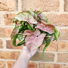 Load image into Gallery viewer, Syngonium Neon - 100mm
