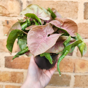 Syngonium Neon - 100mm