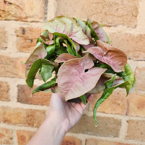 Syngonium Neon - 100mm