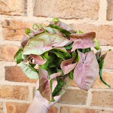 Load image into Gallery viewer, Syngonium Neon - 100mm
