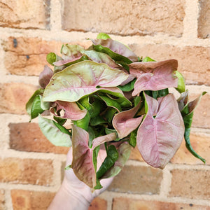 Syngonium Neon - 100mm