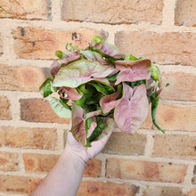Load image into Gallery viewer, Syngonium Neon - 100mm
