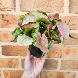 Syngonium Neon - 100mm