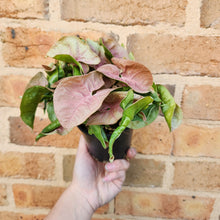 Load image into Gallery viewer, Syngonium Neon - 100mm
