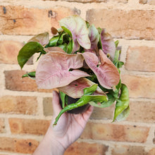 Load image into Gallery viewer, Syngonium Neon - 100mm

