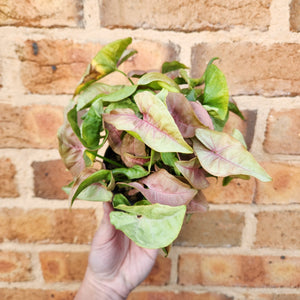 Syngonium Neon - 100mm