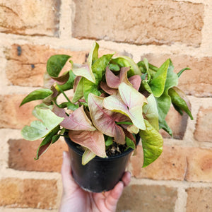 Syngonium Neon - 100mm