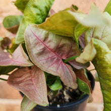 Load image into Gallery viewer, Syngonium Neon - 100mm
