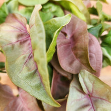 Load image into Gallery viewer, Syngonium Neon - 100mm
