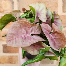 Load image into Gallery viewer, Syngonium Neon - 100mm
