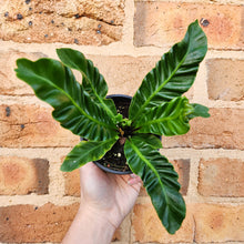 Load image into Gallery viewer, Asplenium nidus Cobra Fern - 100mm
