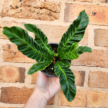 Load image into Gallery viewer, Asplenium nidus Cobra Fern - 100mm
