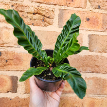 Load image into Gallery viewer, Asplenium nidus Cobra Fern - 100mm
