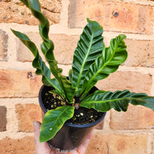 Load image into Gallery viewer, Asplenium nidus Cobra Fern - 100mm
