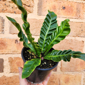 Asplenium nidus Cobra Fern - 100mm