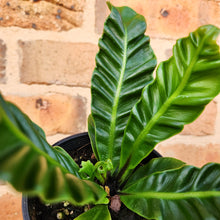 Load image into Gallery viewer, Asplenium nidus Cobra Fern - 100mm
