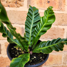 Load image into Gallery viewer, Asplenium nidus Cobra Fern - 100mm
