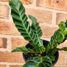 Load image into Gallery viewer, Asplenium nidus Cobra Fern - 100mm
