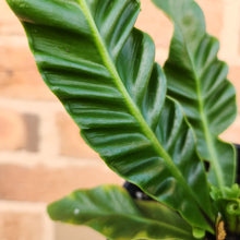 Load image into Gallery viewer, Asplenium nidus Cobra Fern - 100mm
