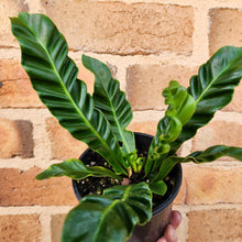 Load image into Gallery viewer, Asplenium nidus Cobra Fern - 100mm
