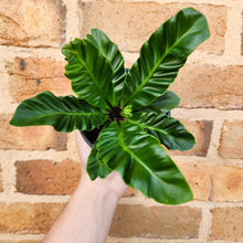 Load image into Gallery viewer, Asplenium nidus Cobra Fern - 100mm
